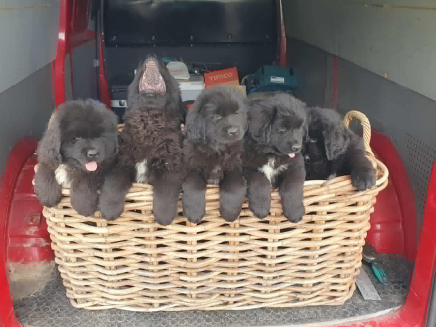 Beautiful Newfoundland puppies in Galway 1